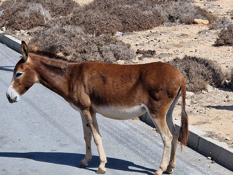 Karpaz Wild Donkeys